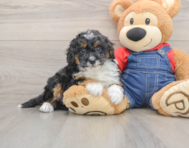 7 week old Mini Bernedoodle Puppy For Sale - Florida Fur Babies