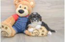 Cute Mini Bernedoodle Baby