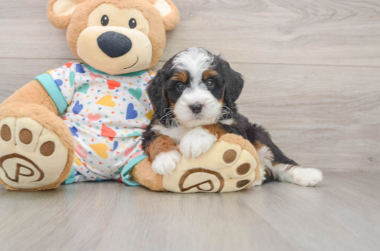 Small Mini Bernedoodle Baby