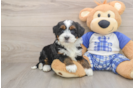 Mini Bernedoodle Puppy for Adoption