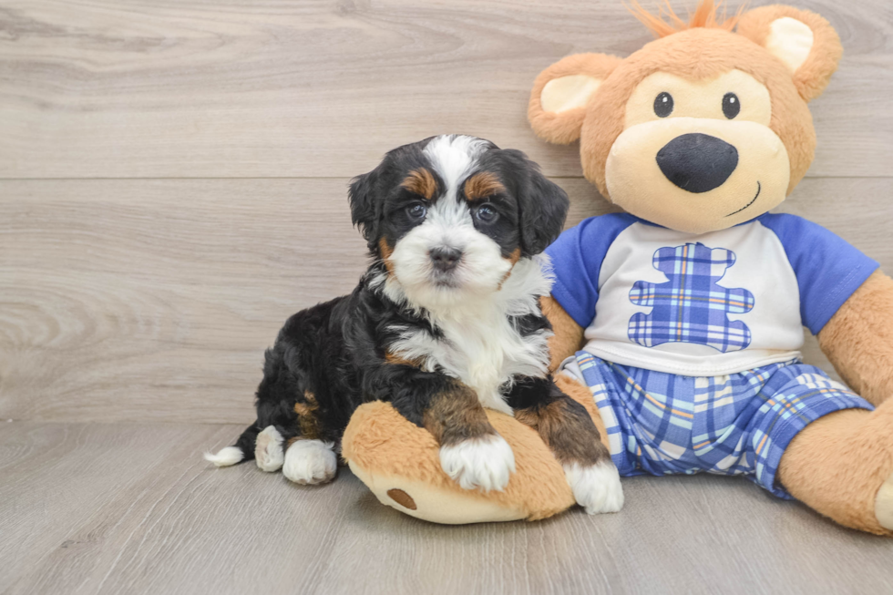 Mini Bernedoodle Puppy for Adoption