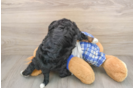 Adorable Mini Bernese Poodle Poodle Mix Puppy