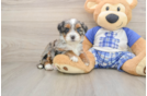 Adorable Bernese Doodle Poodle Mix Puppy