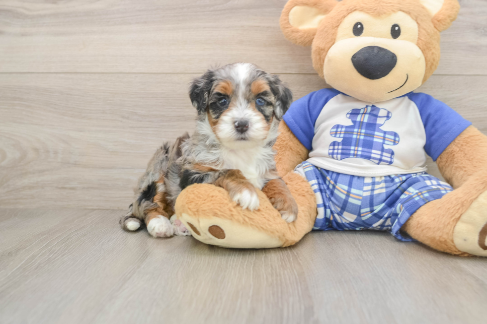 Adorable Bernese Doodle Poodle Mix Puppy
