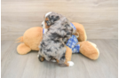 Mini Bernedoodle Puppy for Adoption
