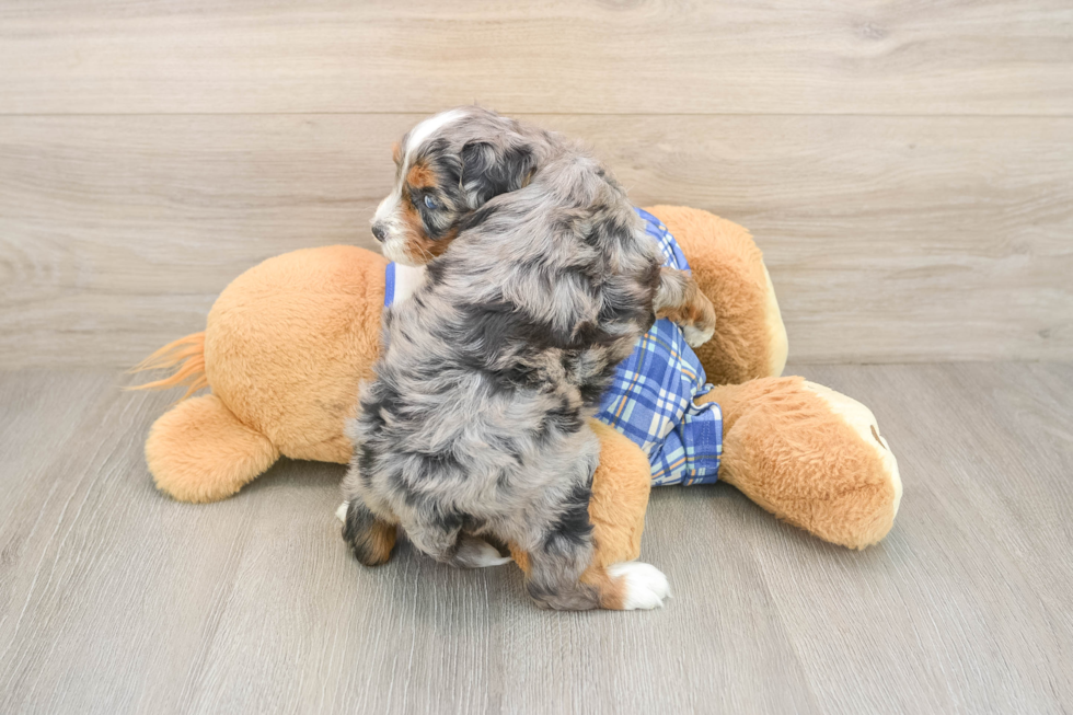 Mini Bernedoodle Puppy for Adoption