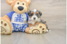Popular Mini Bernedoodle Poodle Mix Pup