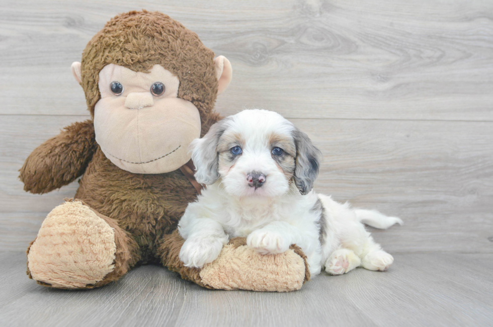10 week old Mini Bernedoodle Puppy For Sale - Florida Fur Babies