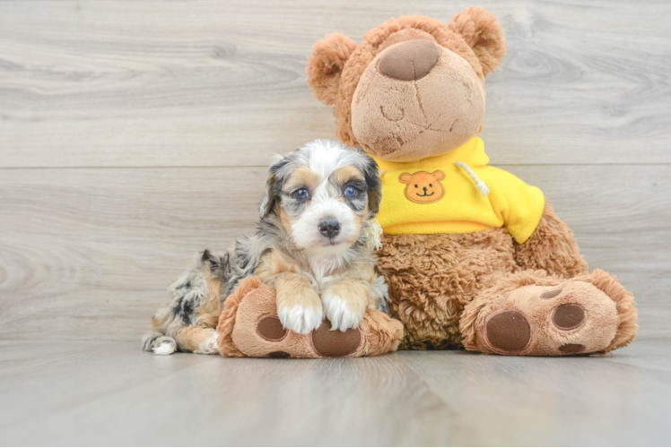 Best Mini Bernedoodle Baby