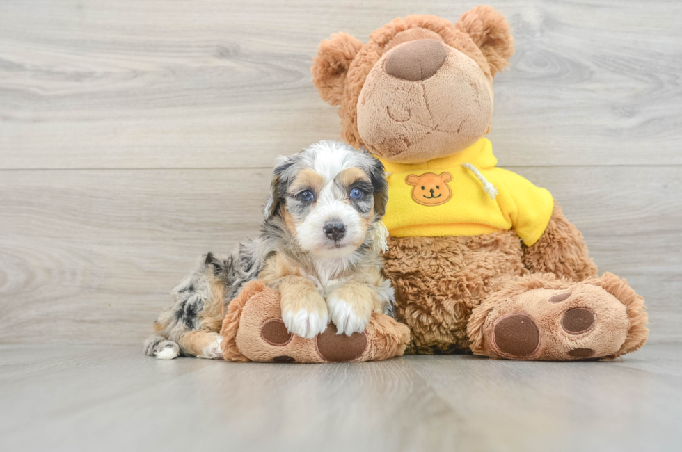 6 week old Mini Bernedoodle Puppy For Sale - Florida Fur Babies