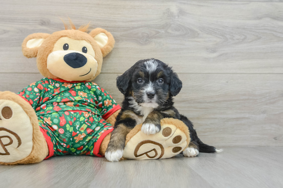 5 week old Mini Bernedoodle Puppy For Sale - Florida Fur Babies