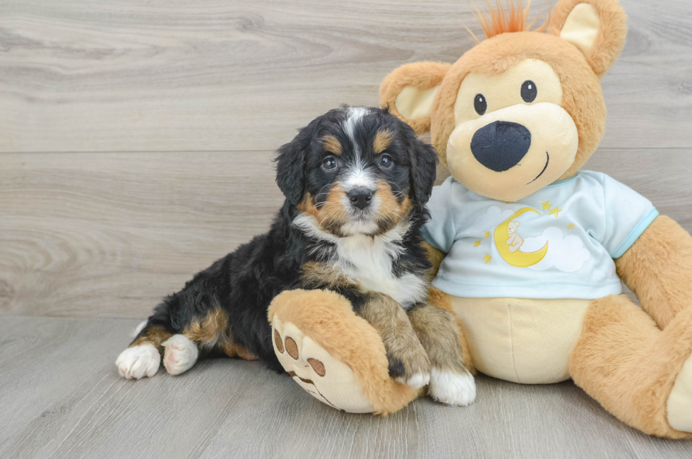 5 week old Mini Bernedoodle Puppy For Sale - Florida Fur Babies