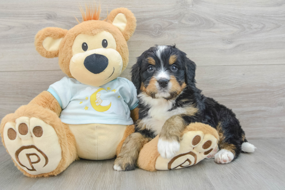 Mini Bernedoodle Pup Being Cute