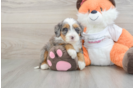 Hypoallergenic Mini Bernadoodle Poodle Mix Puppy