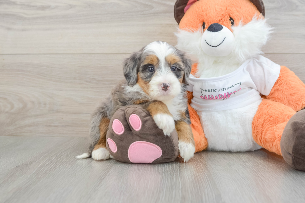 Hypoallergenic Mini Bernadoodle Poodle Mix Puppy