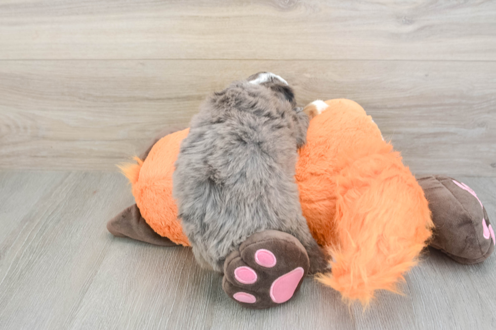 Mini Bernedoodle Pup Being Cute