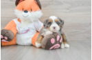 Hypoallergenic Mini Berniedoodle Poodle Mix Puppy