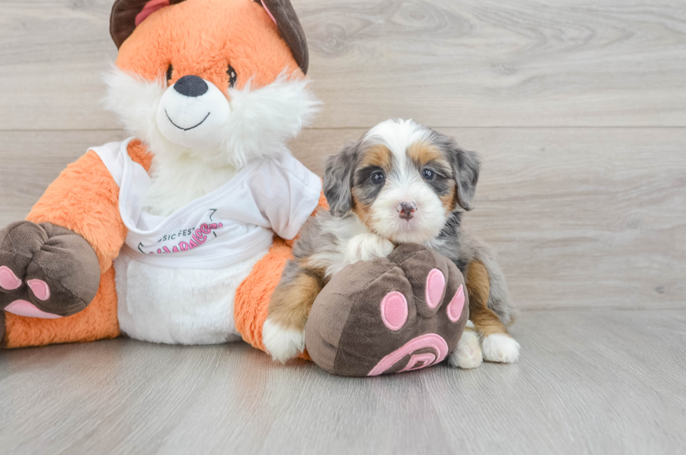 5 week old Mini Bernedoodle Puppy For Sale - Florida Fur Babies