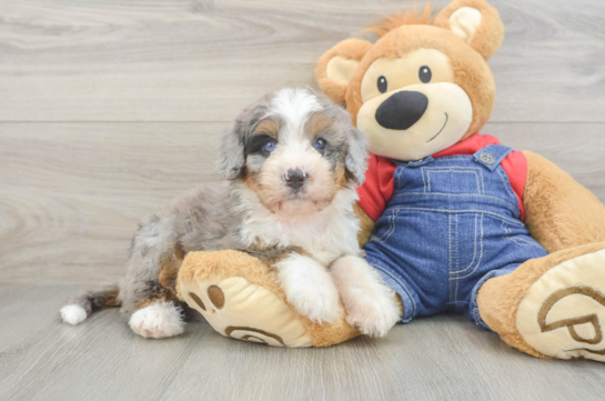 Popular Mini Bernedoodle Poodle Mix Pup