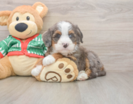 6 week old Mini Bernedoodle Puppy For Sale - Florida Fur Babies