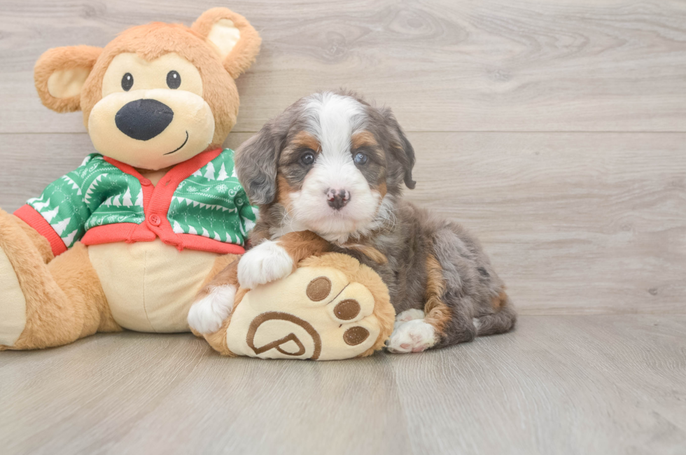 6 week old Mini Bernedoodle Puppy For Sale - Florida Fur Babies