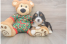 Happy Mini Bernedoodle Baby