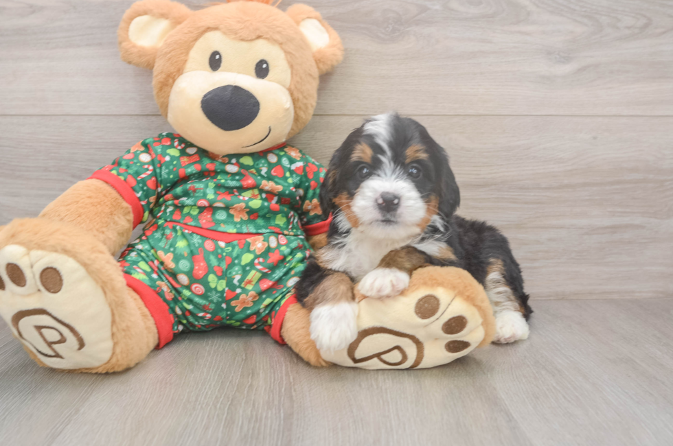 6 week old Mini Bernedoodle Puppy For Sale - Florida Fur Babies