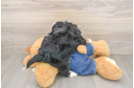 Happy Mini Bernedoodle Baby