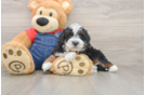 Best Mini Bernedoodle Baby