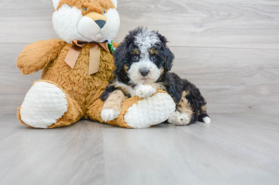 30 week old Mini Bernedoodle Puppy For Sale - Florida Fur Babies