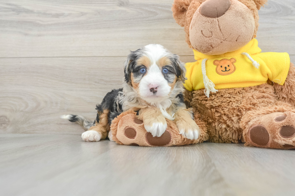 6 week old Mini Bernedoodle Puppy For Sale - Florida Fur Babies