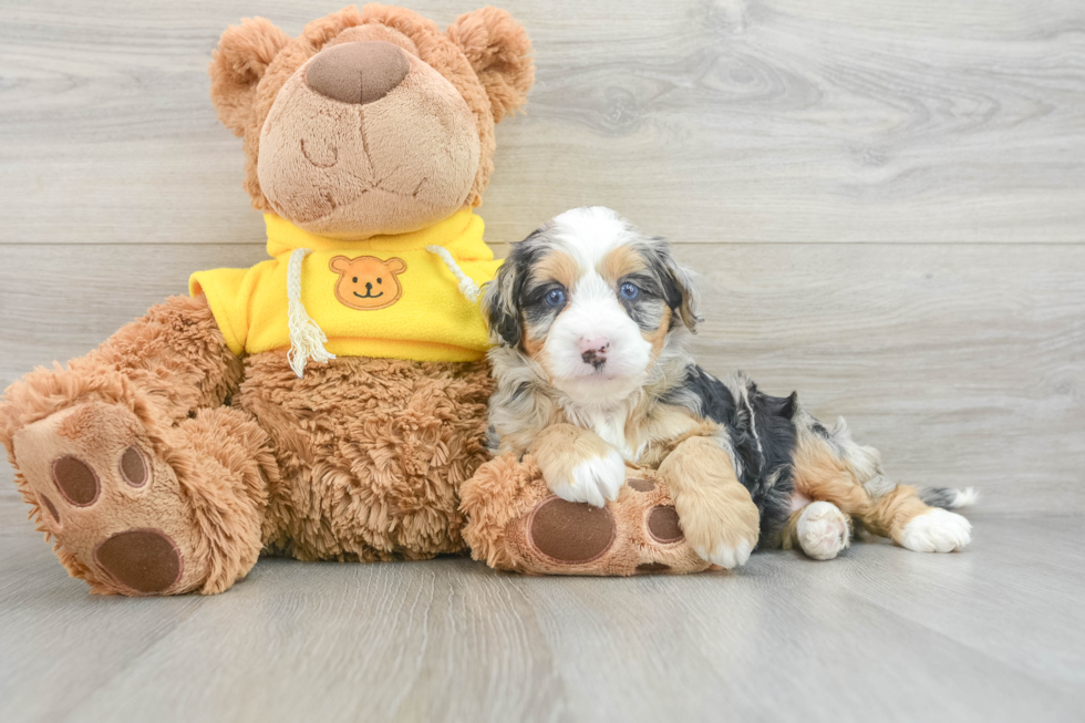 Best Mini Bernedoodle Baby