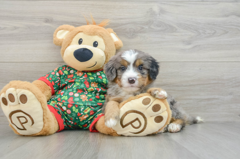 5 week old Mini Bernedoodle Puppy For Sale - Florida Fur Babies