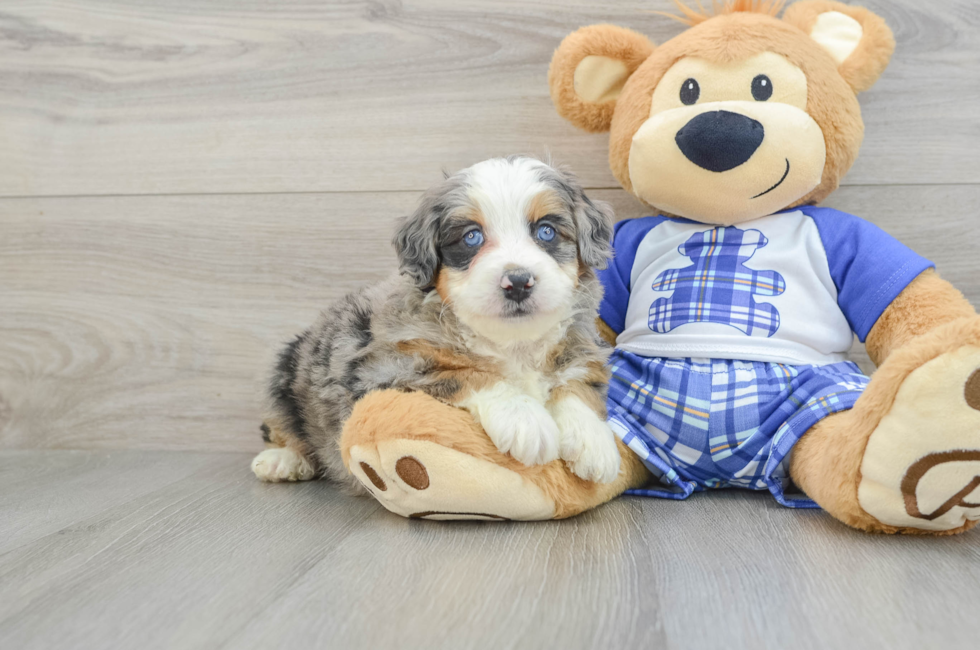 5 week old Mini Bernedoodle Puppy For Sale - Florida Fur Babies