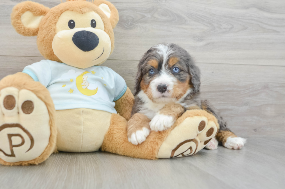 5 week old Mini Bernedoodle Puppy For Sale - Florida Fur Babies