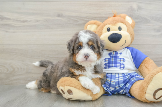 Mini Bernedoodle Pup Being Cute