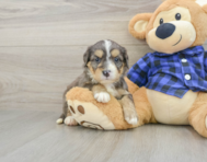 8 week old Mini Bernedoodle Puppy For Sale - Florida Fur Babies