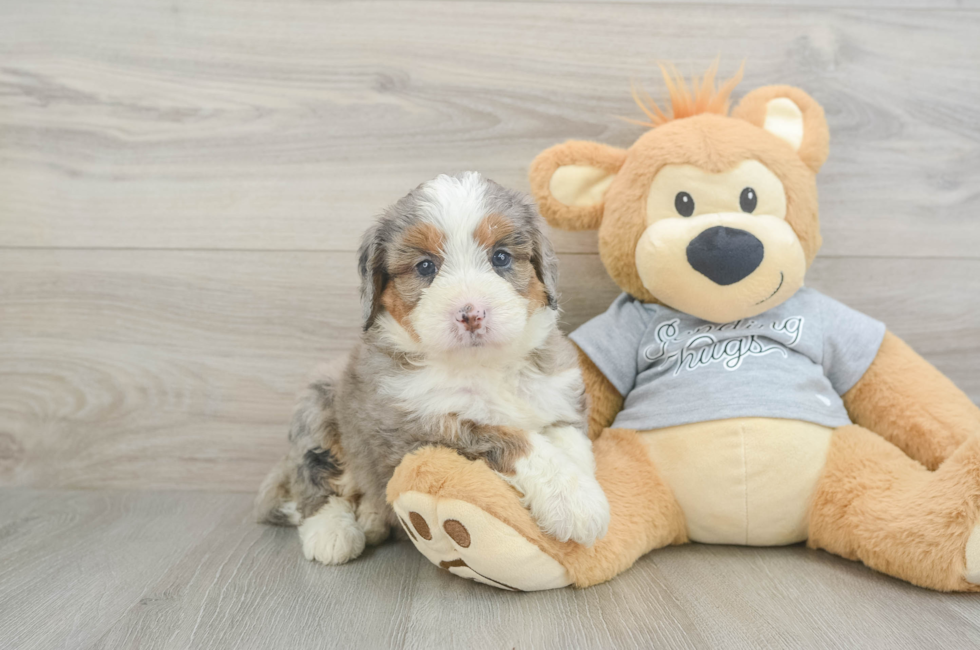 5 week old Mini Bernedoodle Puppy For Sale - Florida Fur Babies
