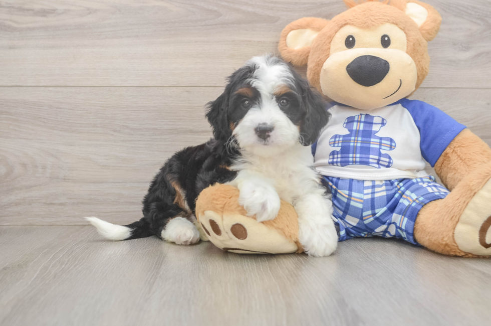 5 week old Mini Bernedoodle Puppy For Sale - Florida Fur Babies