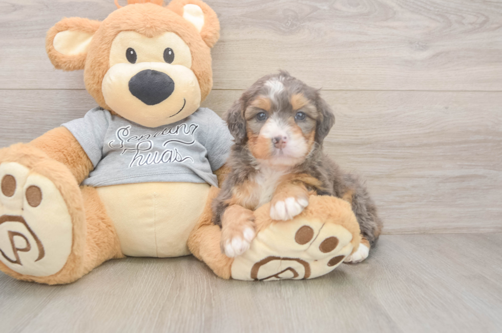 5 week old Mini Bernedoodle Puppy For Sale - Florida Fur Babies
