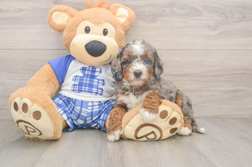 5 week old Mini Bernedoodle Puppy For Sale - Florida Fur Babies