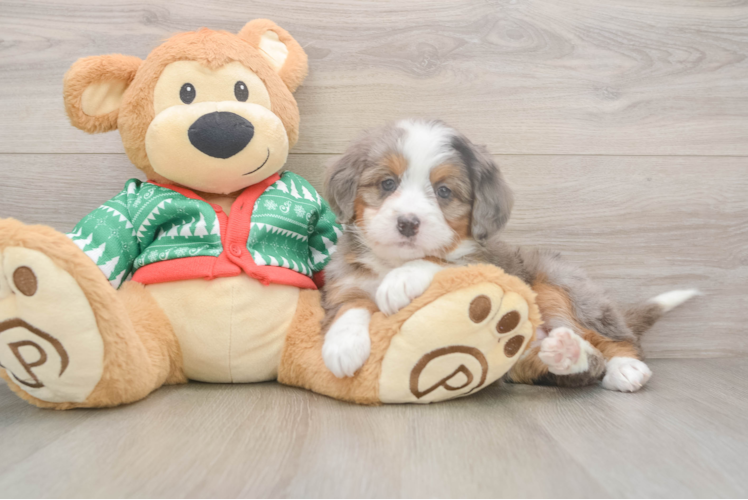 Best Mini Bernedoodle Baby