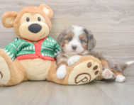 6 week old Mini Bernedoodle Puppy For Sale - Florida Fur Babies