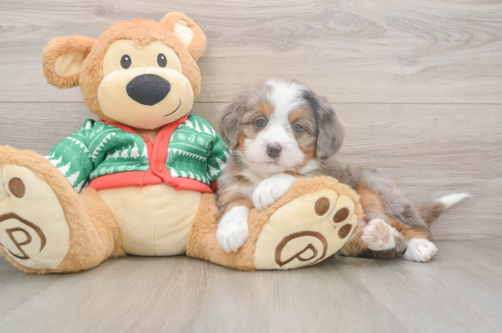 6 week old Mini Bernedoodle Puppy For Sale - Florida Fur Babies