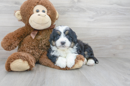 Best Mini Bernedoodle Baby