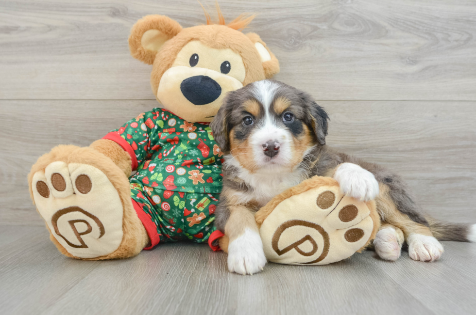 5 week old Mini Bernedoodle Puppy For Sale - Florida Fur Babies