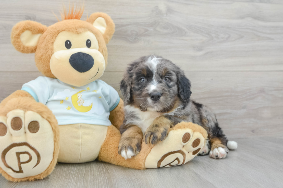 5 week old Mini Bernedoodle Puppy For Sale - Florida Fur Babies