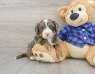 8 week old Mini Bernedoodle Puppy For Sale - Florida Fur Babies