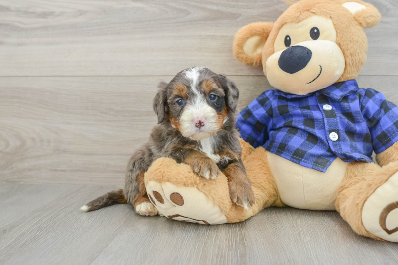 Meet Julius - our Mini Bernedoodle Puppy Photo 1/12 - Florida Fur Babies