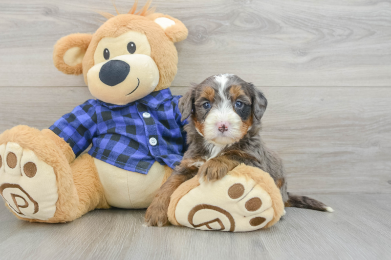 Meet Julius - our Mini Bernedoodle Puppy Photo 3/12 - Florida Fur Babies